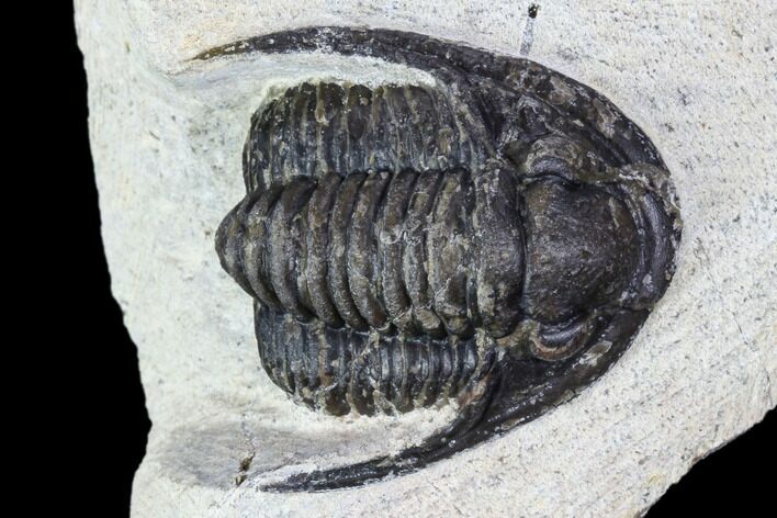 Bargain, Cornuproetus Trilobite Fossil - Morocco #106033